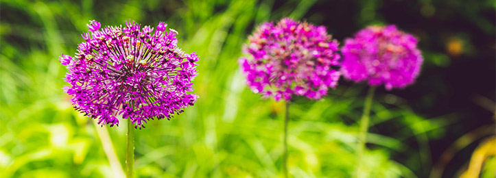 Prydløg (Allium)