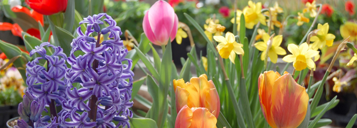 Forårsblomster Blomsterløgspakke Forårsblomster Blomsterløgspakke