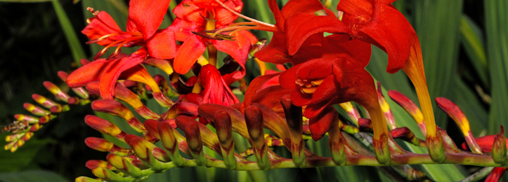 Crocosmia (Montbretia)