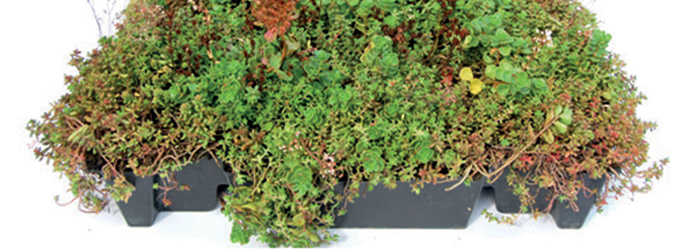 Sedum færdigkassetter Sedum færdigkassetter