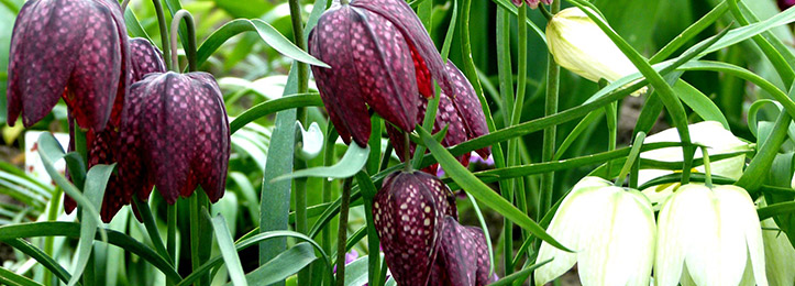 Andre forårsblomster