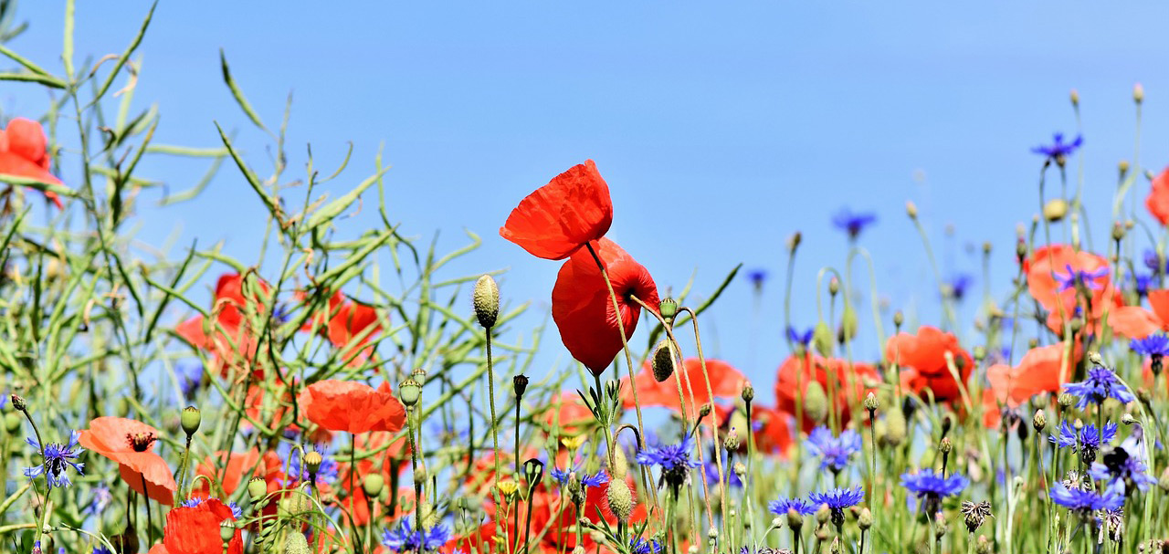 Blomstrende stauder