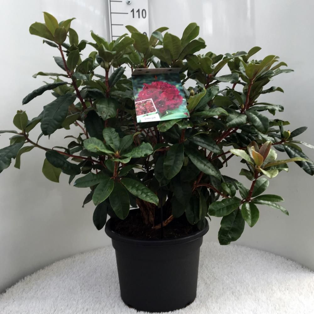 Rhododendron ‘Nova Zembla’
