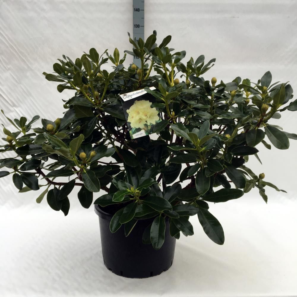 Rhododendron hybride ‘Horizon Monarch’ | Garmundo