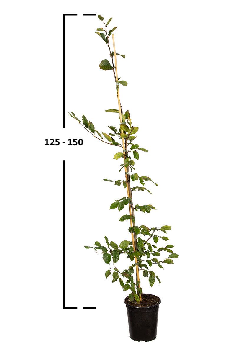 Almindelig avnbøg (Carpinus betulus) | Garmundo.dk