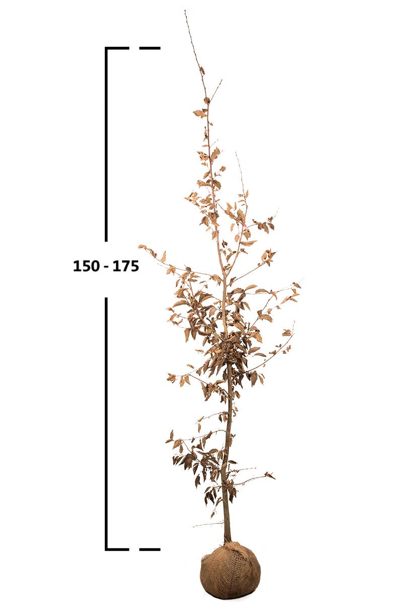 Almindelig avnbøg (Carpinus betulus) | Garmundo.dk