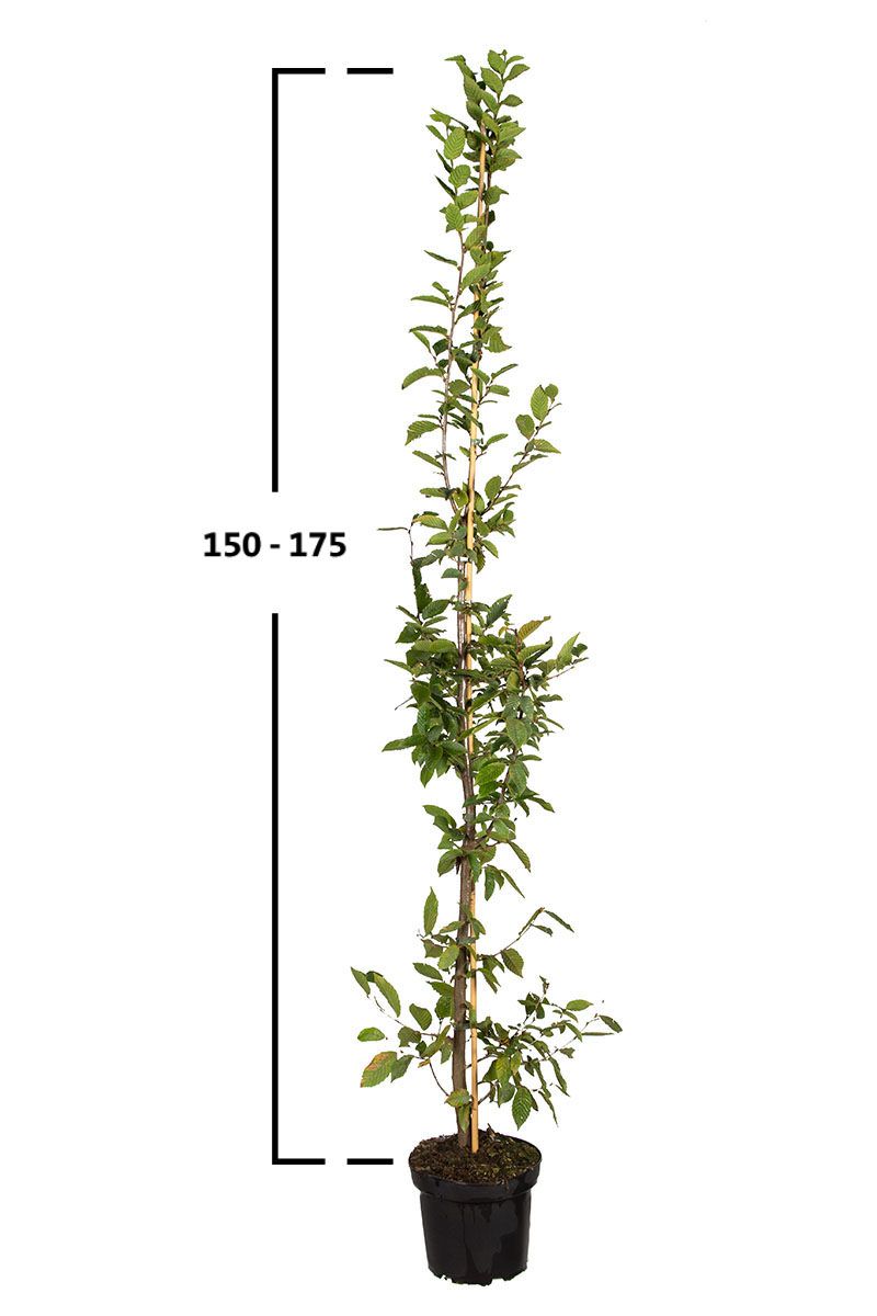 Almindelig avnbøg (Carpinus betulus) | Garmundo.dk