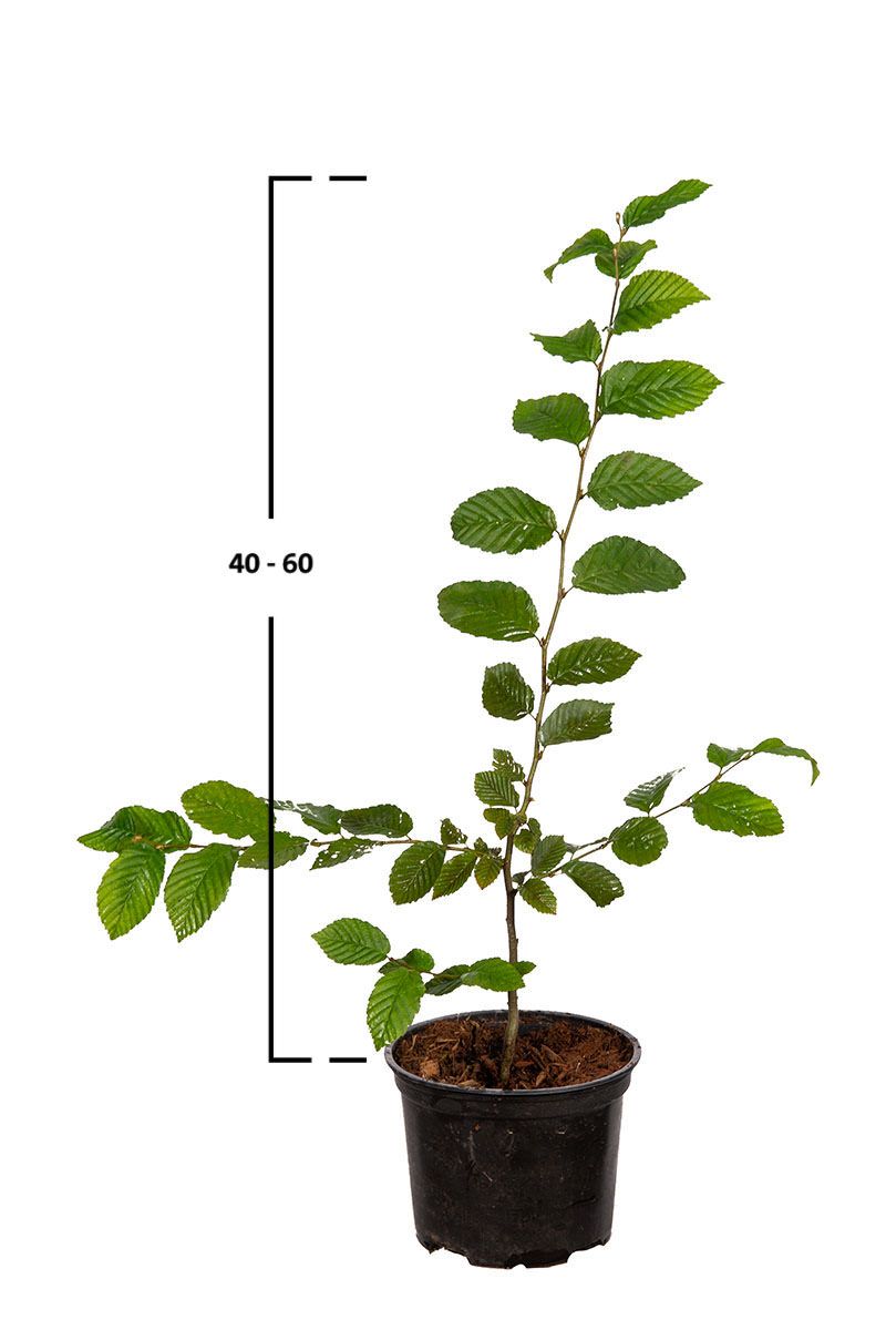 Almindelig avnbøg (Carpinus betulus) | Garmundo.dk