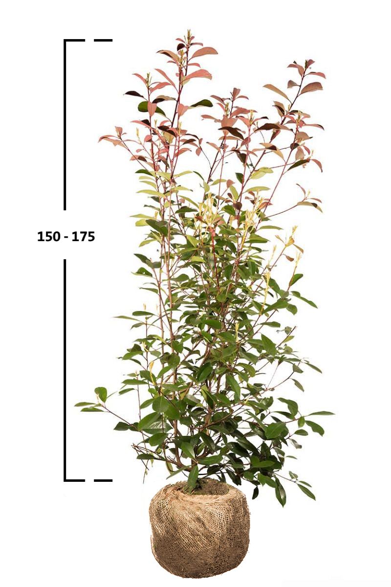 Rote Glanzmispel-Hecke