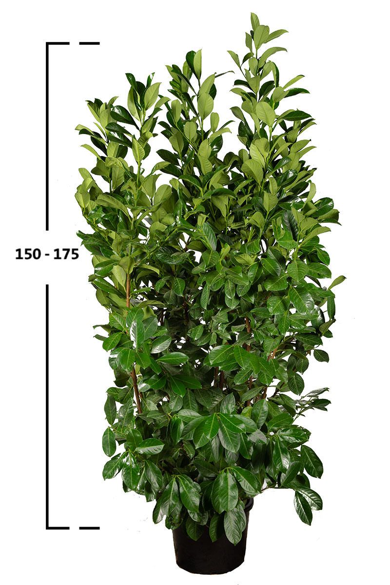 Laurbærkirsebær Rotundifolia