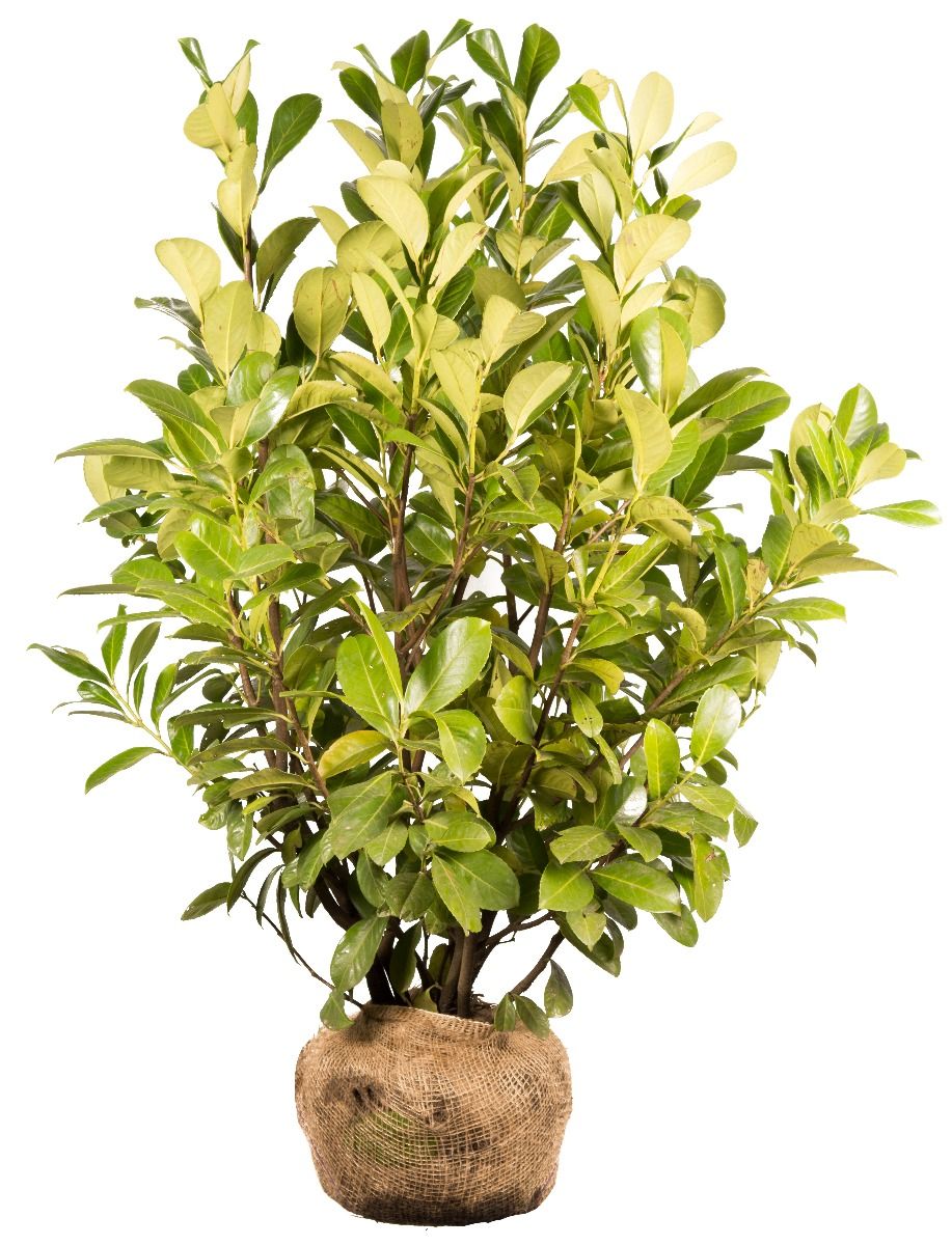 Laurbærkirsebær Rotundifolia