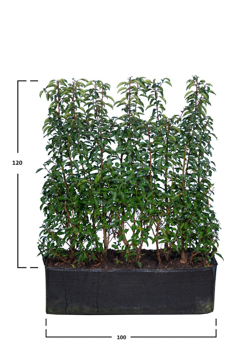 Portugisisk Laurbærkirsebær 140 cm.