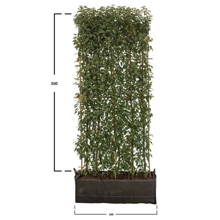 Portugisisk Laurbærkirsebær 160 cm.
