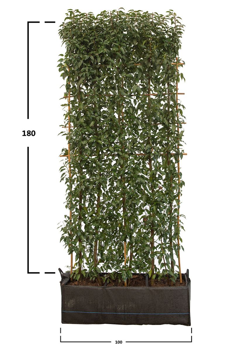 Portugisisk Laurbærkirsebær 180 cm.