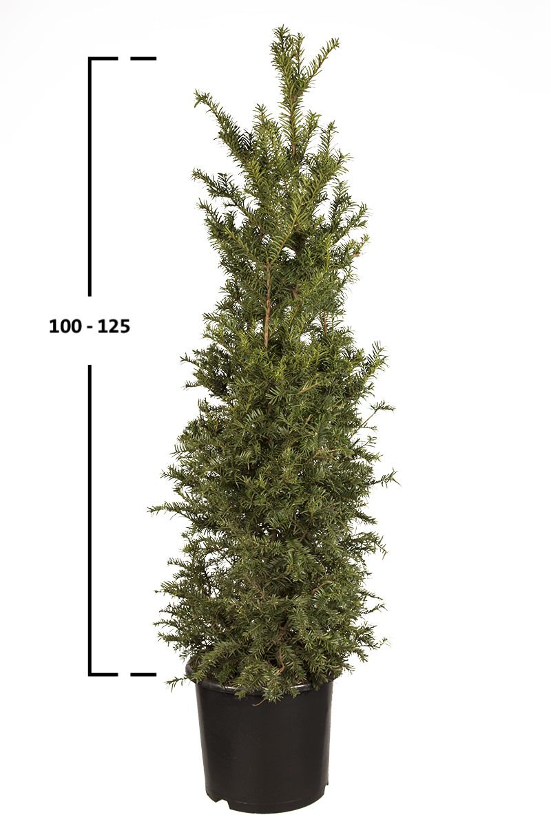 Taxus baccata busk