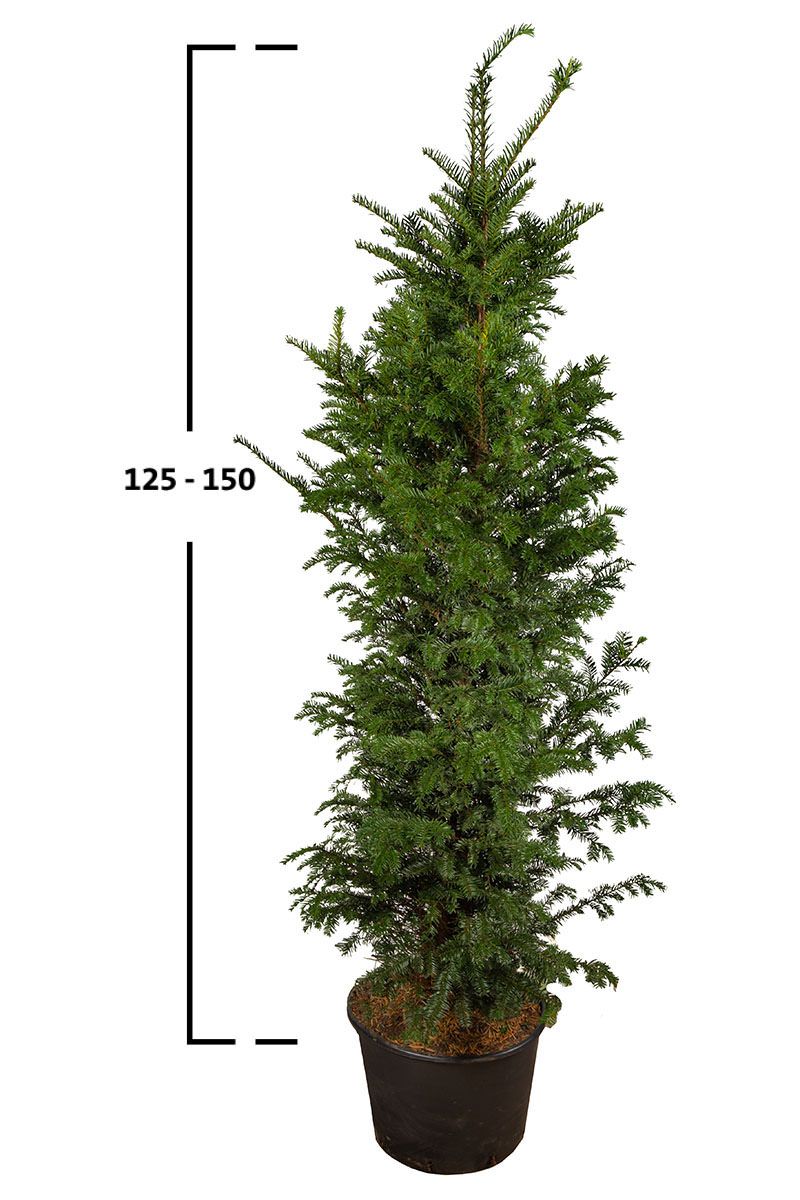 Taxus baccata busk