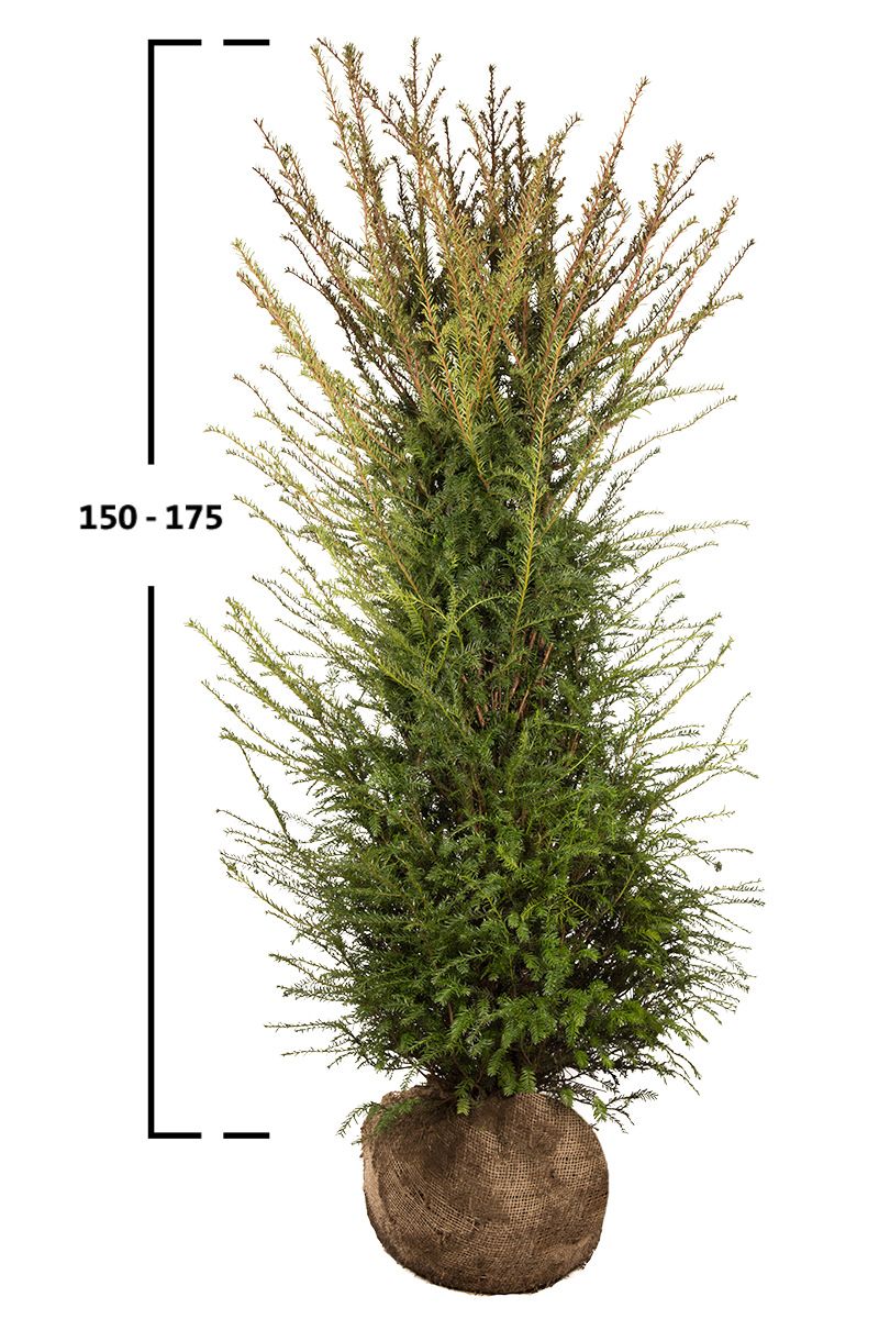 Taxus baccata busk