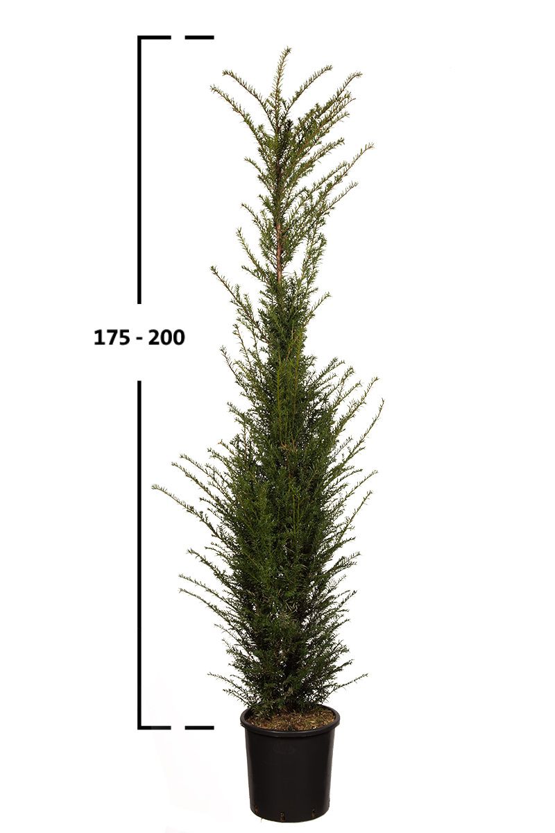 Taxus baccata busk