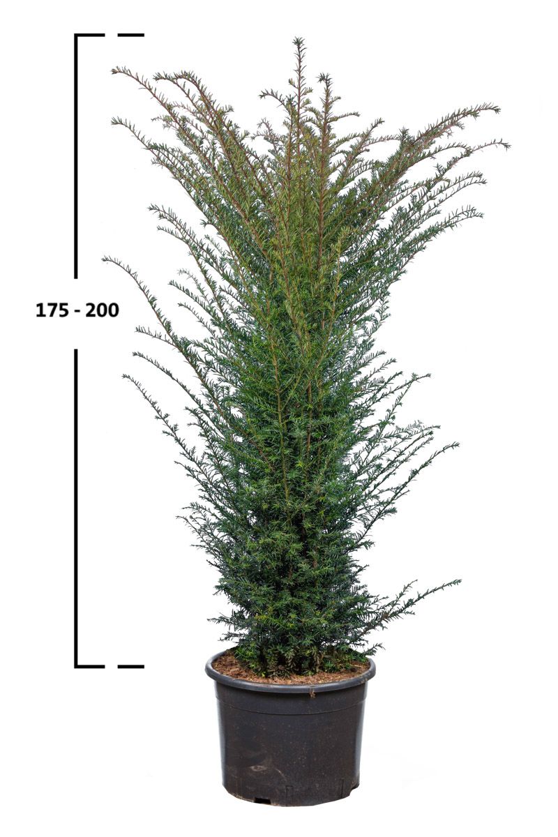 Taxus baccata busk
