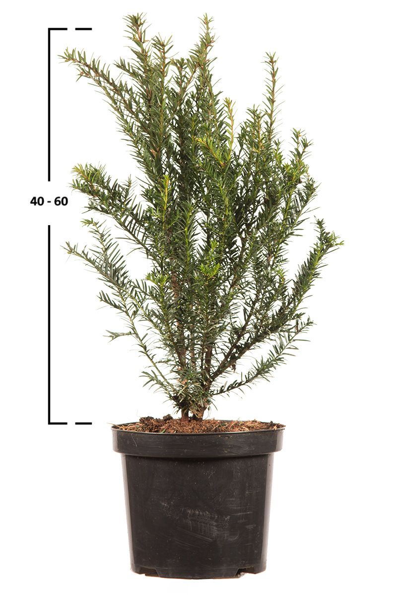 Taxus baccata busk