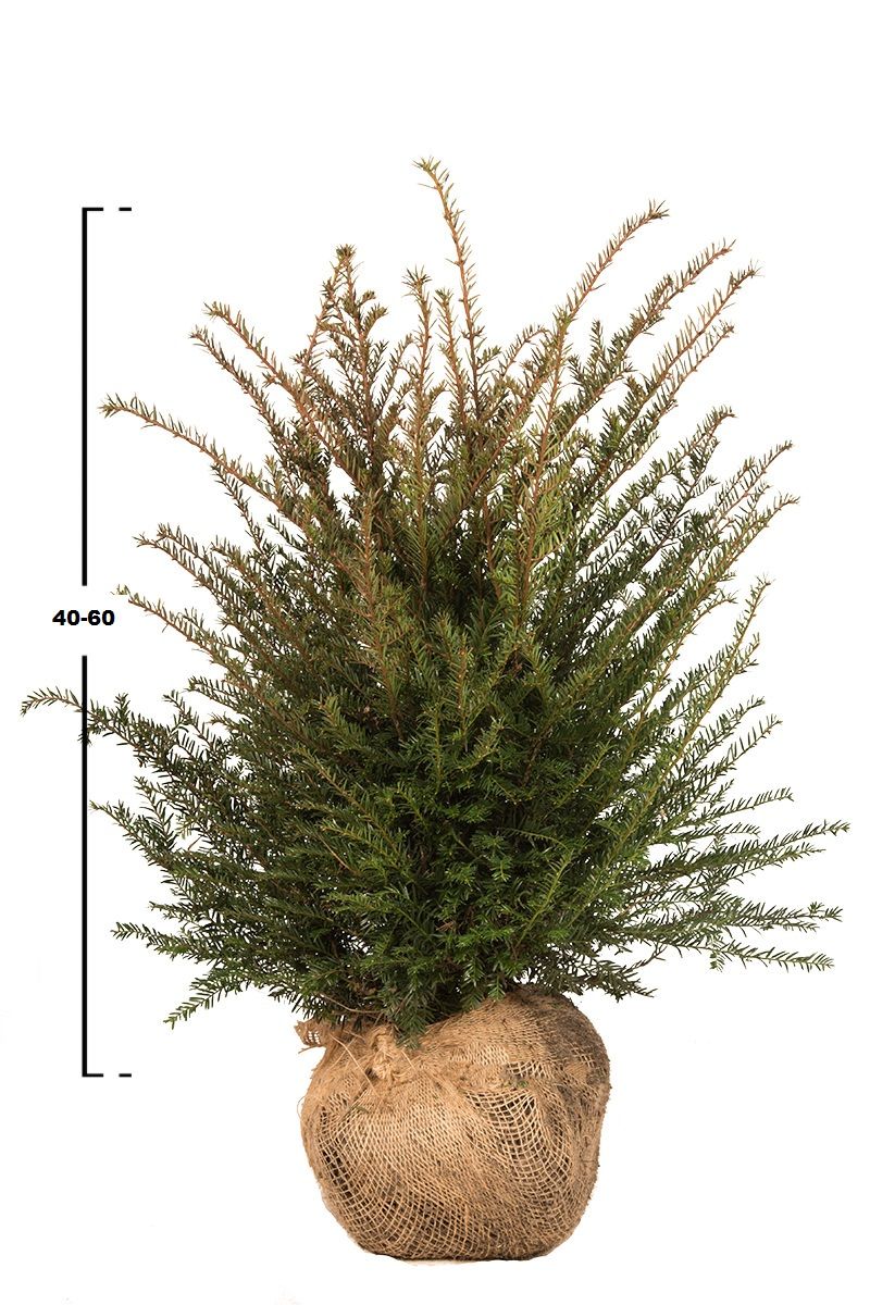 Taxus baccata busk