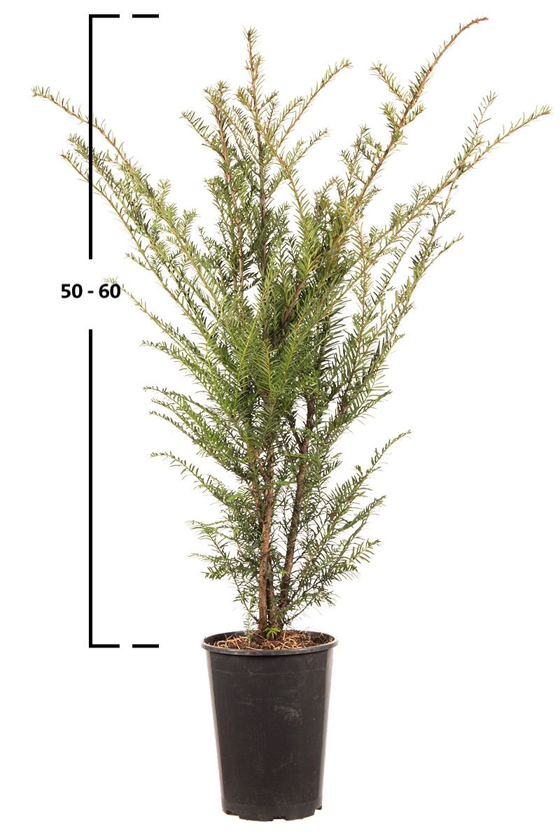 Taxus baccata busk