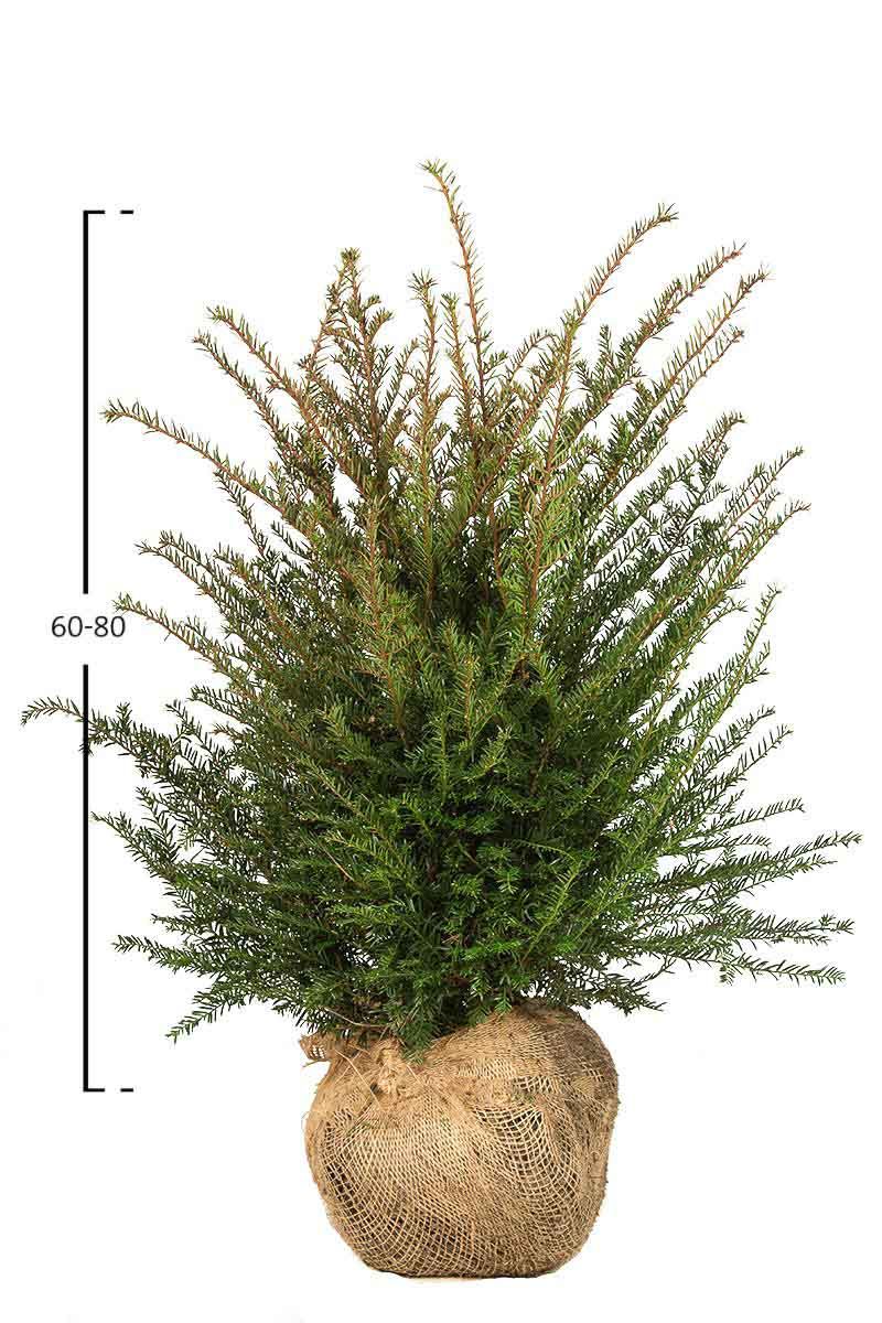 Taxus baccata busk