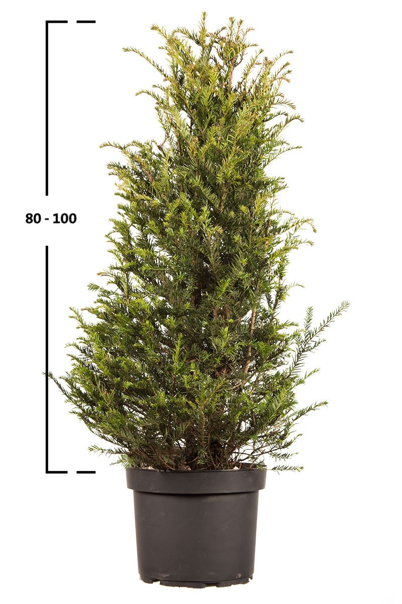 Taxus baccata busk
