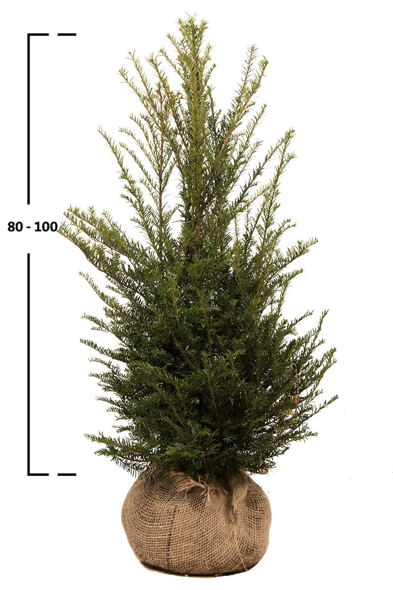 Taxus baccata busk