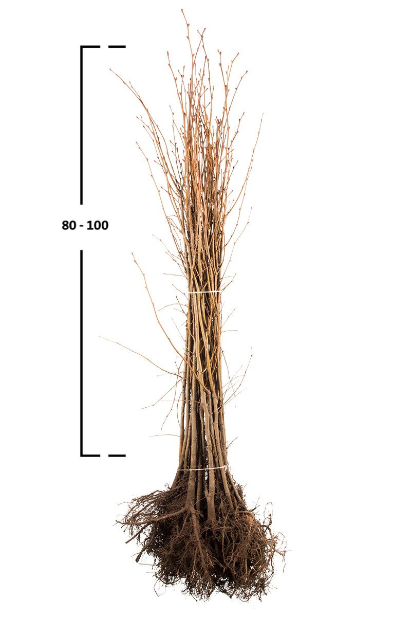 Vil du købe et lindetræ? Småbladet lind (Tilia cordata) | Garmundo