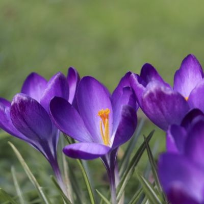 100 x Boerenkrokus 'Ruby Giant'