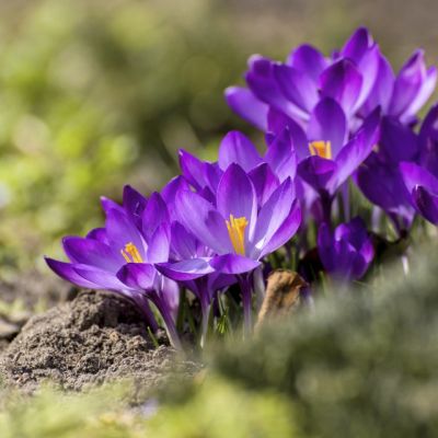 100 x Bonte krokus 'Flower Record'