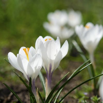 100 x Bonte krokus 'Jeanne d'Arc'