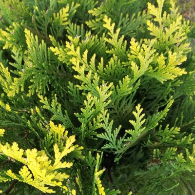 Gul ædelcypres Stardust