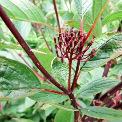 Kornel 'Kesselringii'