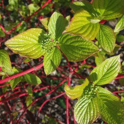 Rødgrenet kornel 'Sibirica'