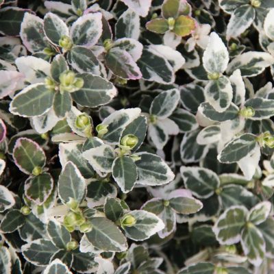 Krybende benved 'Emerald' n Gaiety ’