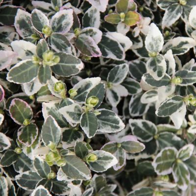 Krybende benved Emerald ’n Gaiety