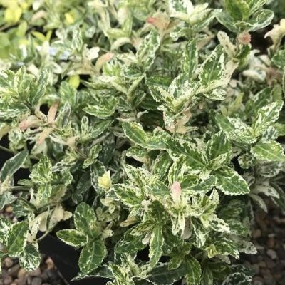 Krybende benved 'Harlequin’ 