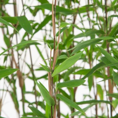 Bamboe Fargesia 'Nitida' 