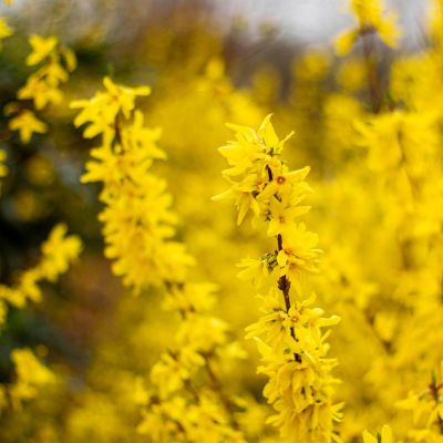 Vårguld, forsythia