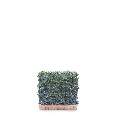 Hedera helix 'Woerner' færdighæk