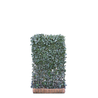 Hedera helix 'Woerner' færdighæk 200x120 cm