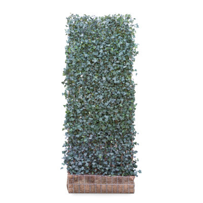 Hedera helix 'Woerner' færdighæk 300x120cm