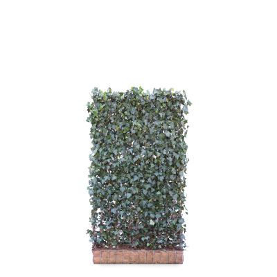 Hedera hibernica