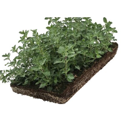 Blåkant plantemåtte