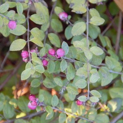Snebær Magic Berry