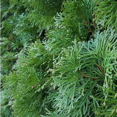 Almindelig Thuja Smaragd