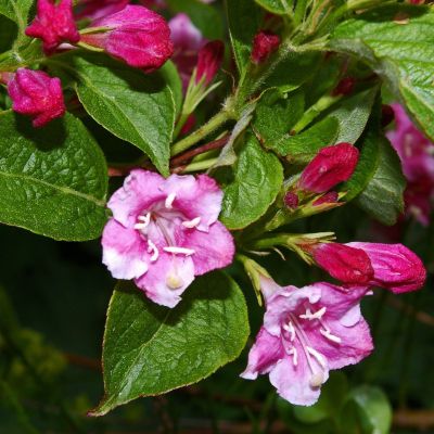 Klokkebusk 'Bristol Ruby'