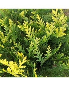 Gul ædelcypres Stardust